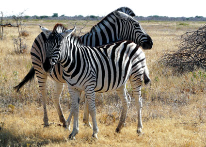 Treue zählt bei uns doppelt